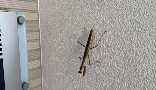 9月29日：今日の我が家🏠