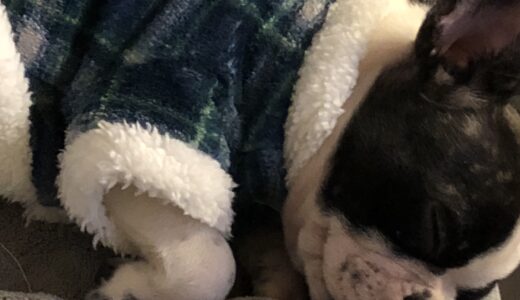 ひまりが我が家に来て7年。お家記念日に想うこと🐾🌿