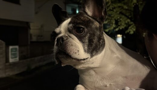 10月13日：お散歩行けない時は抱っこで外へ