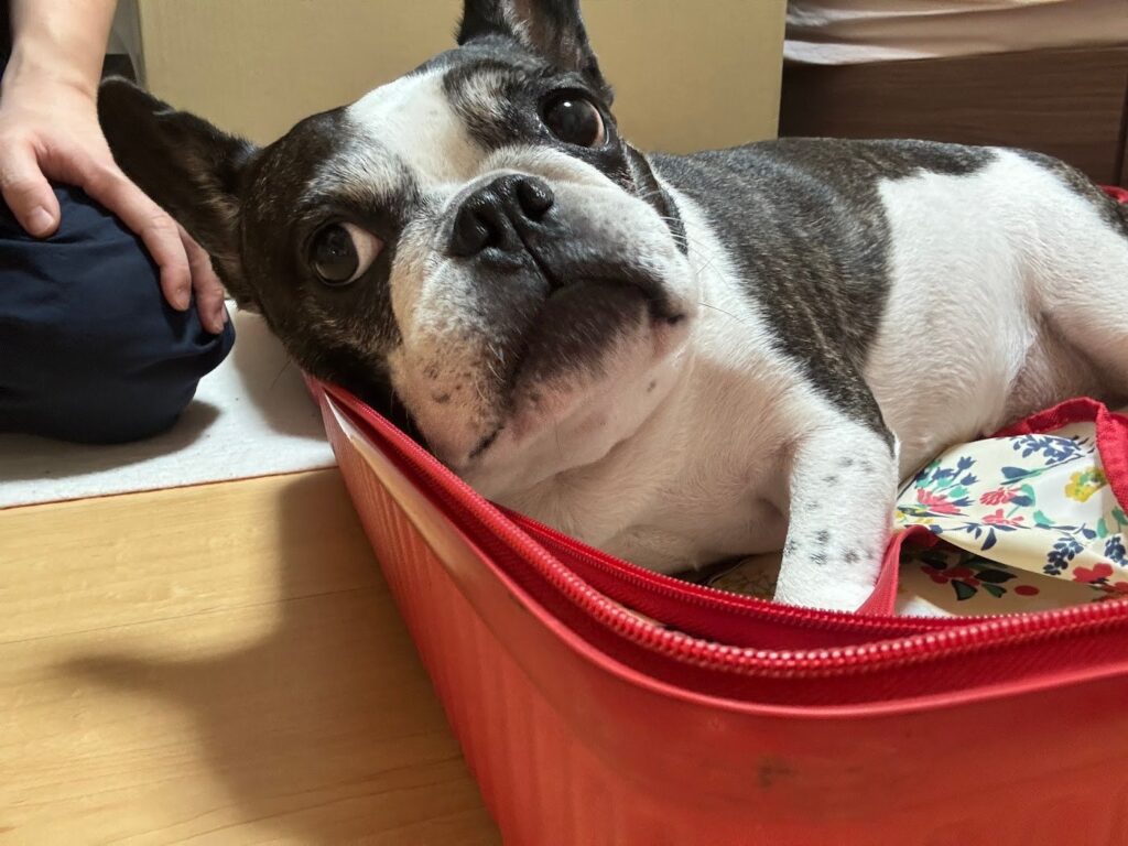 トランクの縁にあごをのせてこちらを見るフレンチブルドッグのひまりさん
