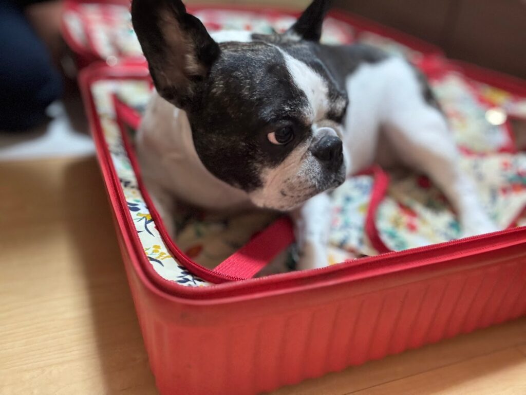 赤いトランクに全身で収まって横を向くひまりさん
