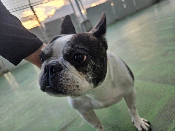 ペットホテルで過ごすひまりさん