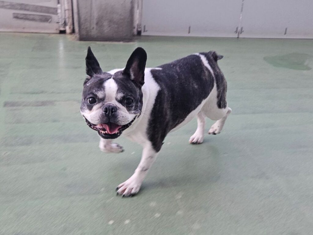 ペットホテルのドッグランを歩くひまりさん