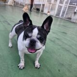 ペットホテルのドッグランで笑顔のひまりさん