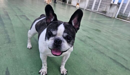 ペットホテルのドッグランで笑顔のひまりさん