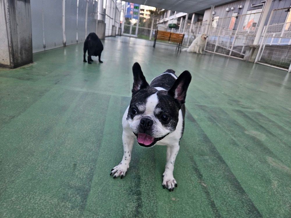 ペットホテルのドッグランでこちらへ向かってくるひまりさん