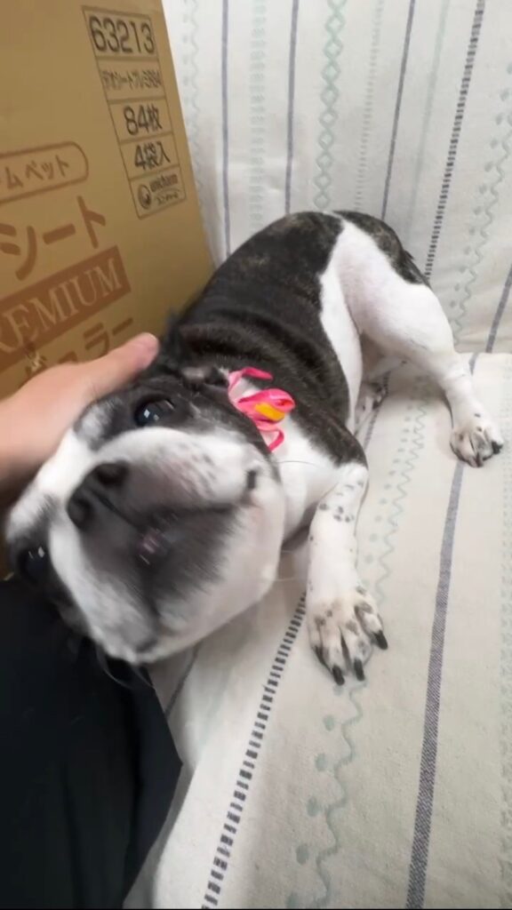 家に帰ってきて、なでてもらいながらくつろぐひまりさん