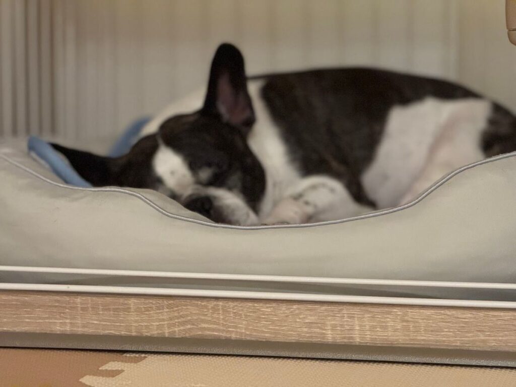 家に帰ってきて、ベッドでぐっすり眠るひまりさん